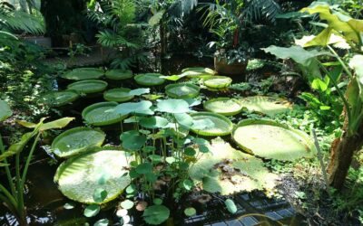 Photo by Daniela Turcanu